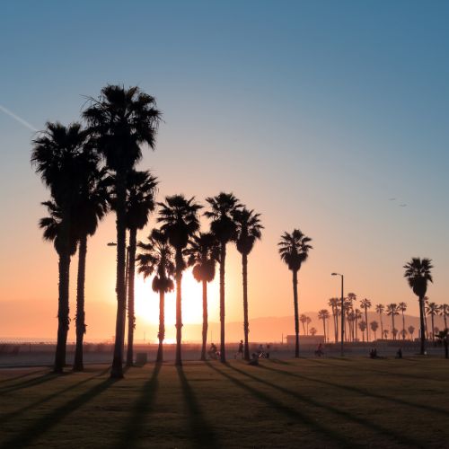 palms